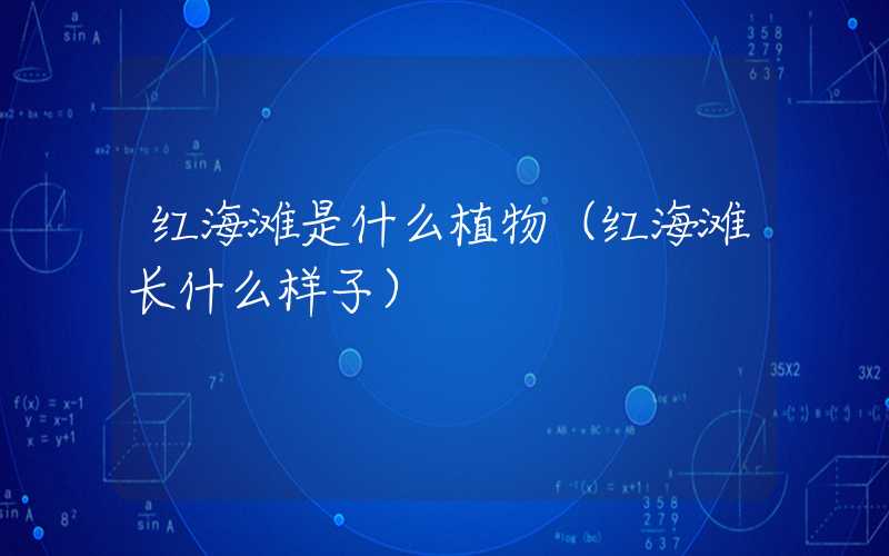 红海滩是什么植物（红海滩长什么样子）